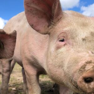 Halve grise klar til bestilling