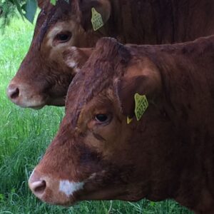 Kødkvæg klar til bestilling