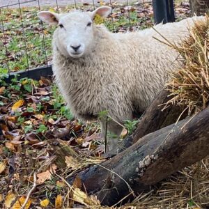 Lammeben