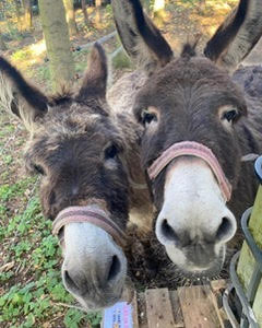 Modtag vores nyhedsbrev med tips og tilbud